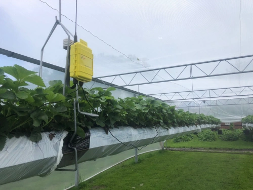 FieldGuard Station in strawberry cultivation
